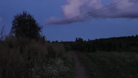 Silence on the edge of the forest Stock Footage 316798042