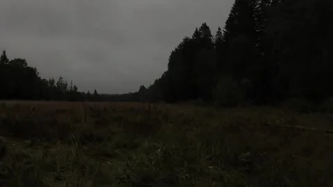 Silence on the edge of the forest Stock Footage 316798044