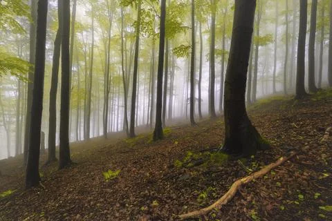 Silence of the Forest in Haze Stock Photos