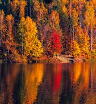 Silence at the forest lake at sunset, with reflection of forest on a water sm Stock Photos