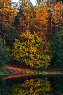 Silence at the forest lake at sunset, with reflection of forest on a water sm Stock Photos
