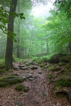Silence of the forest Stock Photos