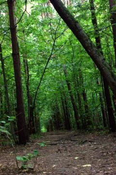 Silence in the forest 스톡 사진