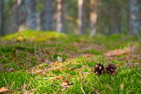 Silence in the forest Stock Photos