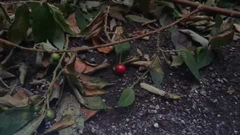 Silence of the Fruit Stock Footage 237524139