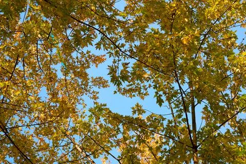 Silence of maple autumn colored branches, leaves Stock Photos