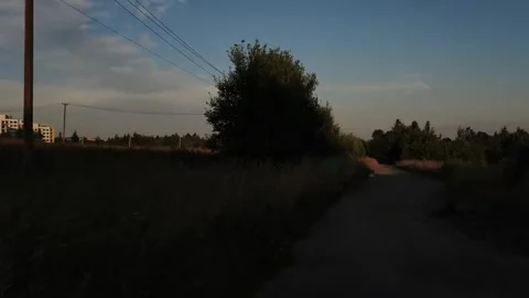 Silence in the middle of the forest  Stock Footage 316805452