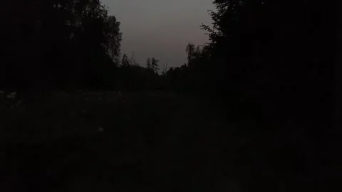 Silence in the middle of the forest Stock Footage 316805453