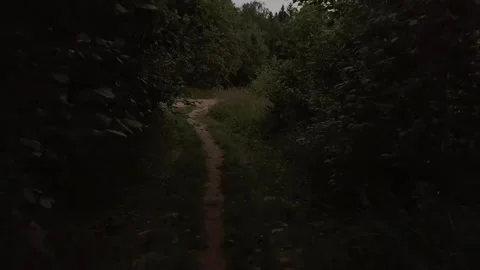 Silence in the middle of the forest Stock Footage 316805459