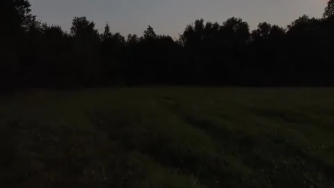 Silence in the middle of the forest Stock Footage 316805460