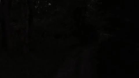 Silence in the middle of the forest Stock Footage 316805461