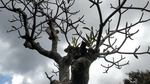 The Silence of Old Branches Vidéo 332474737