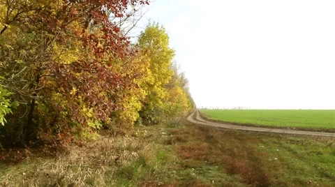 Silence of the old forest 스톡 동영상 68205475