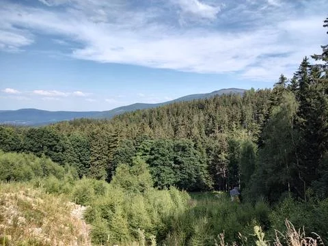 Silence of the Pine Slopes Stock Photos