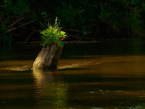 Silence on the river in the middle of the forest. Unique natural locations fa Stock Photos