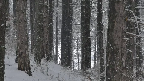 Silence of trees under the snow Stock-Footage 83324638