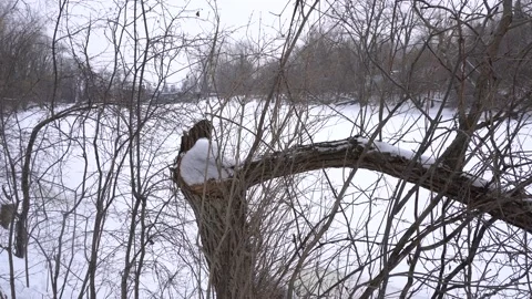 The silence of winter 스톡 동영상 135912312