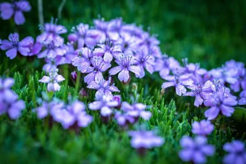 Silene acaulis - small mountain purple plant Stock Photos