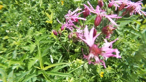 Silene flos-cúculi inflorescences, dense thickets of plants, meadow. Stock Footage 337661054