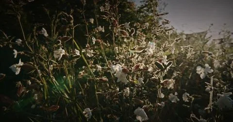 Silene Latifolia Subsp. Alba. Formerly Melandrium Album. White Campion Is A.. Stock Photos
