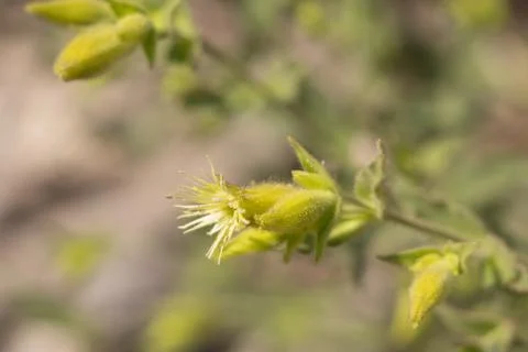SILENE PARISHII BLOOM Foto stock
