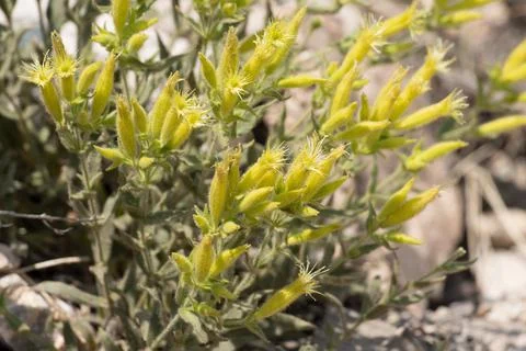 SILENE PARISHII BLOOM Stock Photos