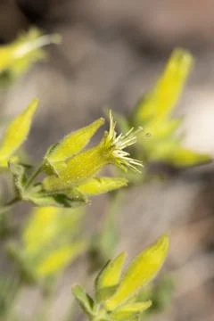 SILENE PARISHII BLOOM Stock Photos