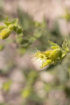 SILENE PARISHII BLOOM Stock Photos