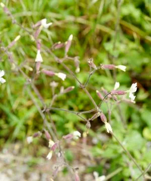 Silene Stock Photos