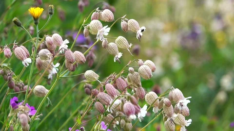Silene Vulgaris called also Bladder Campion or Maidenstears Flower Stock Footage 128443765