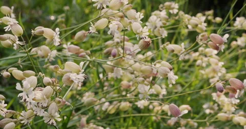Silene vulgaris Stock Footage 242114709
