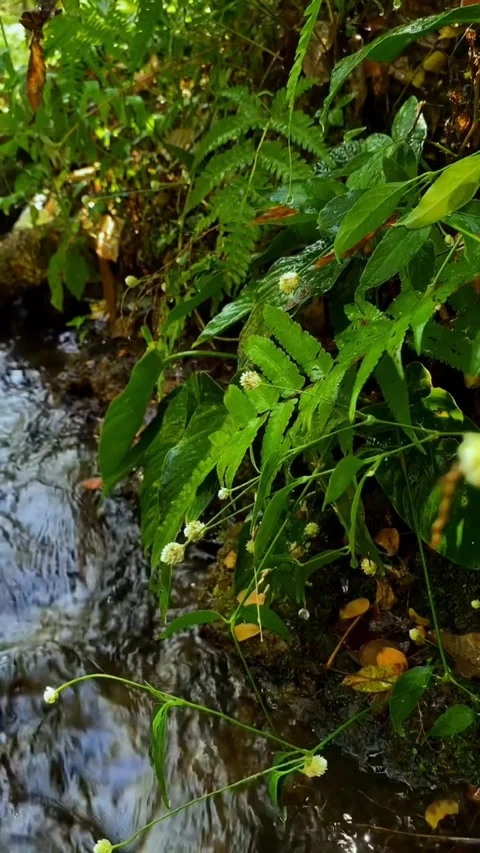 "Silent and Peaceful: A Calm River Flowing" Stock Footage 262587057