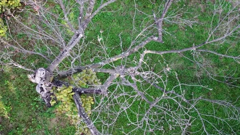 Silent Ascent: A Haunting View of an Ancient Tree Video stock 291594100