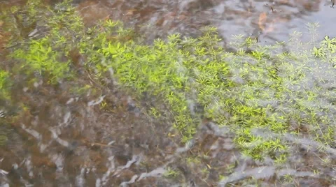 Silent autumn river Video stock 55726675