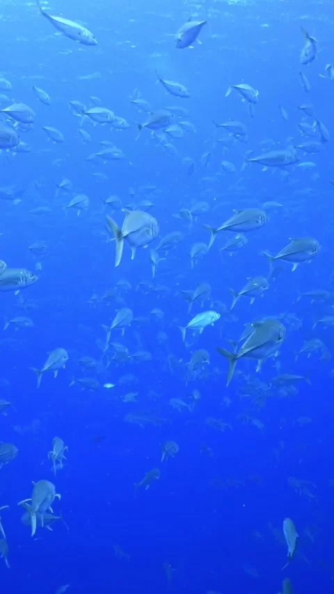 Silent Ballet of Jack Fish off the Coast of Cozumel, Mexico 스톡 동영상 320794989
