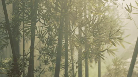 Silent bamboo grove with soft colors and secluded atmosphere Stock Footage 342434472