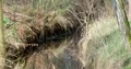 Silent brook zoom out in spring season in calm nature reserve forest Viehmoor 4k or 4k+ Resolution