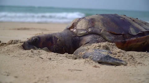 A Silent Cry from the Sea 스톡 동영상 237585210