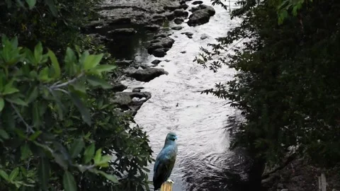 Silent Eagle near the River 스톡 동영상 289196173