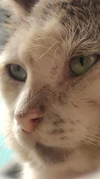 Silent Expression of a Cat Close-Up Stock Photos