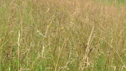 Silent Fields – Withered Grasses in late Summer Stock Footage 313788796