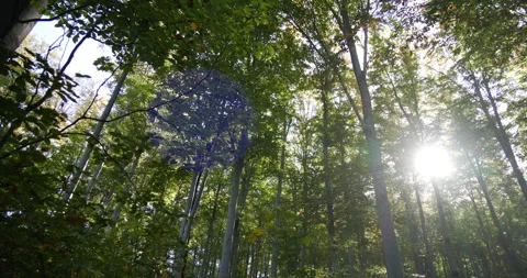 Silent Forest with beautiful bright sun Stock Footage 257477161