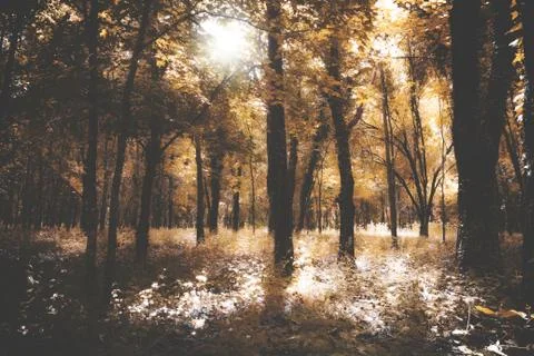Silent forest in fall Foto stock