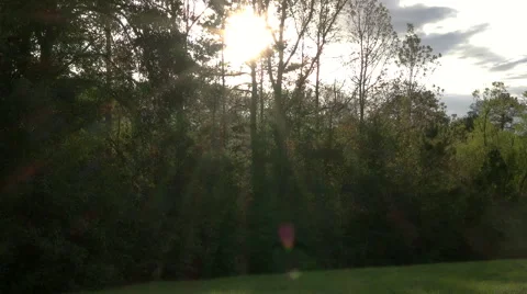 Silent Forest Stock-Footage 57121266