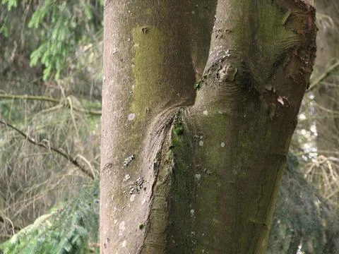 Silent Forest With Intertwined Trees. Mutually Embracing Trees Beneath Sunl.. Stock Photos