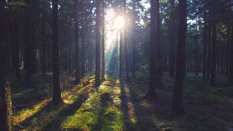 Silent Forest in spring with beautiful bright sun rays Stock Footage 80060878