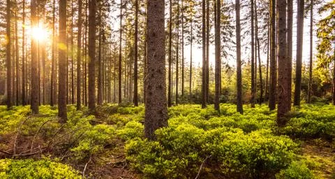 Silent Forest in spring with beautiful bright sun rays Stock Photos