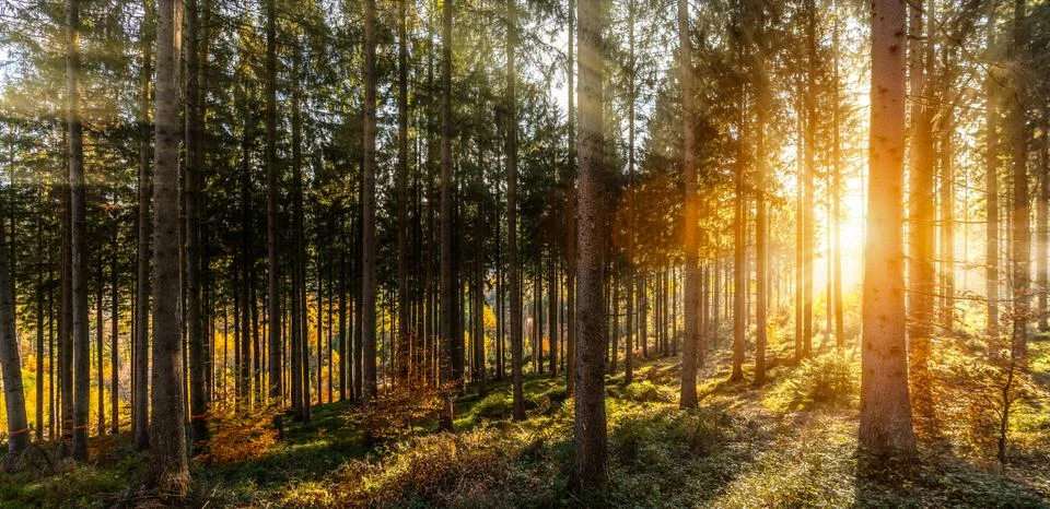 Silent Forest in spring with beautiful bright sun rays Stock Photos