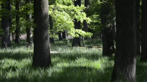 Silent forest in summer Stock Footage 168735379