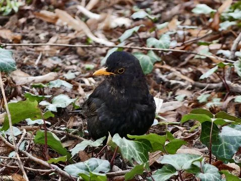Silent forest watcher. Hidden avian predator silently scanning its earthy e.. Stock Photos